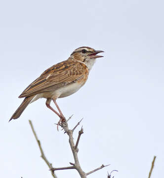 Image of Sabota Lark