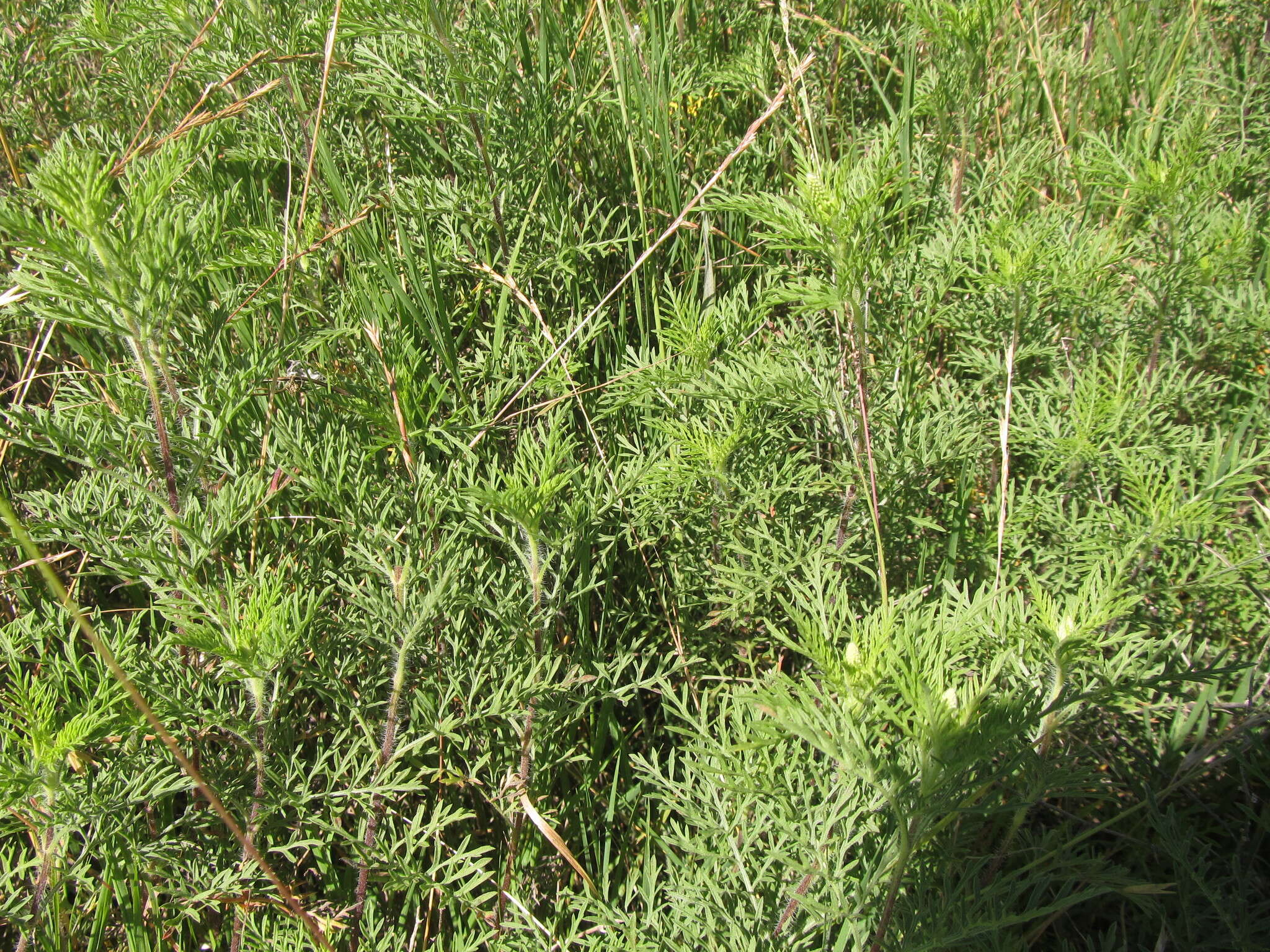 Image of slimleaf bur ragweed