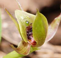 Image of Mountain bird orchid