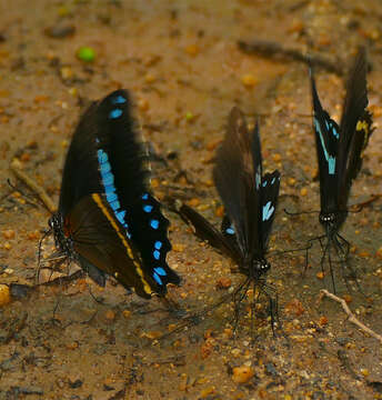 Image of greenbanded swallowtail