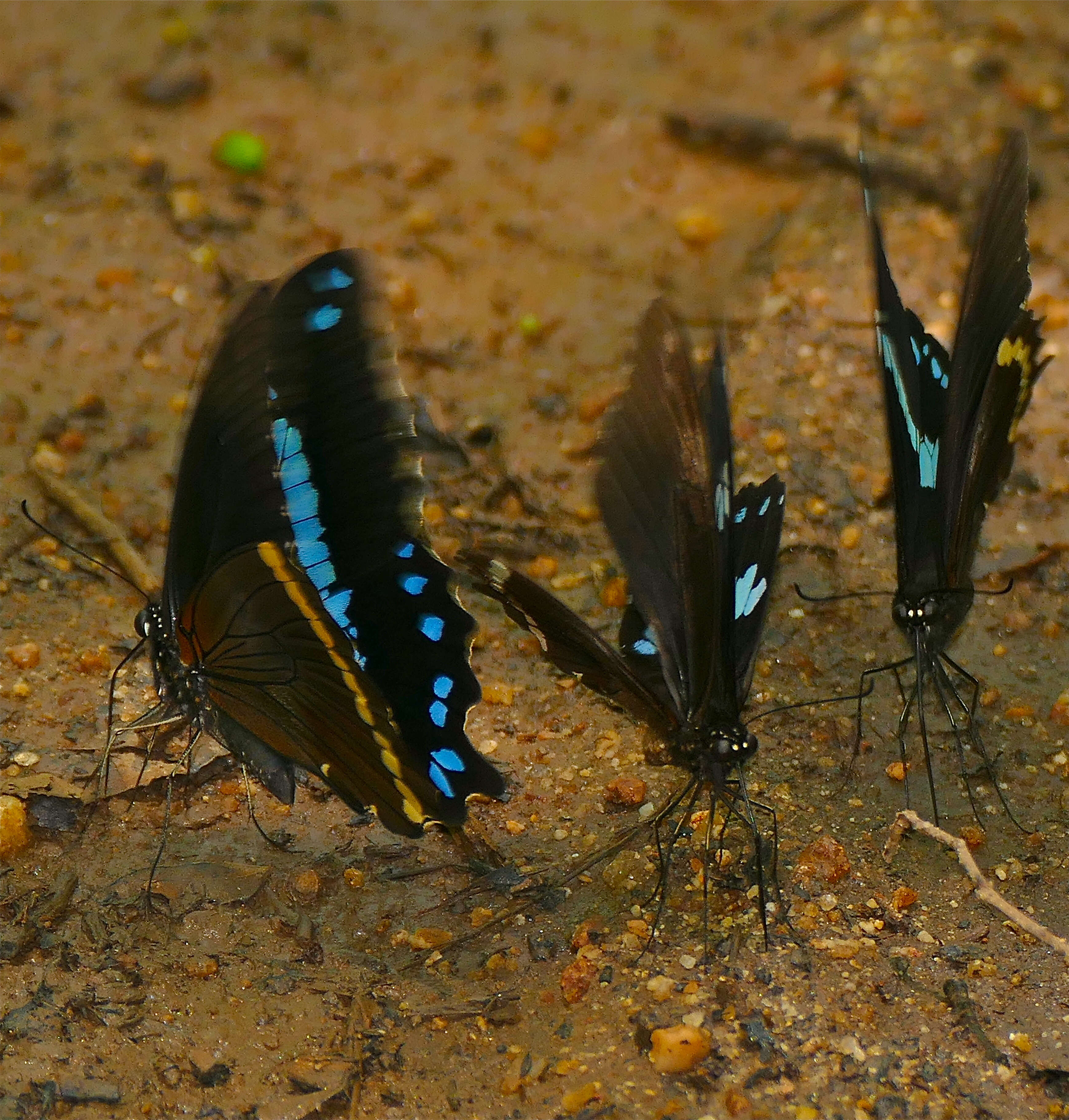 Image of greenbanded swallowtail