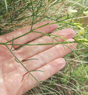 صورة Astragalus cusickii A. Gray