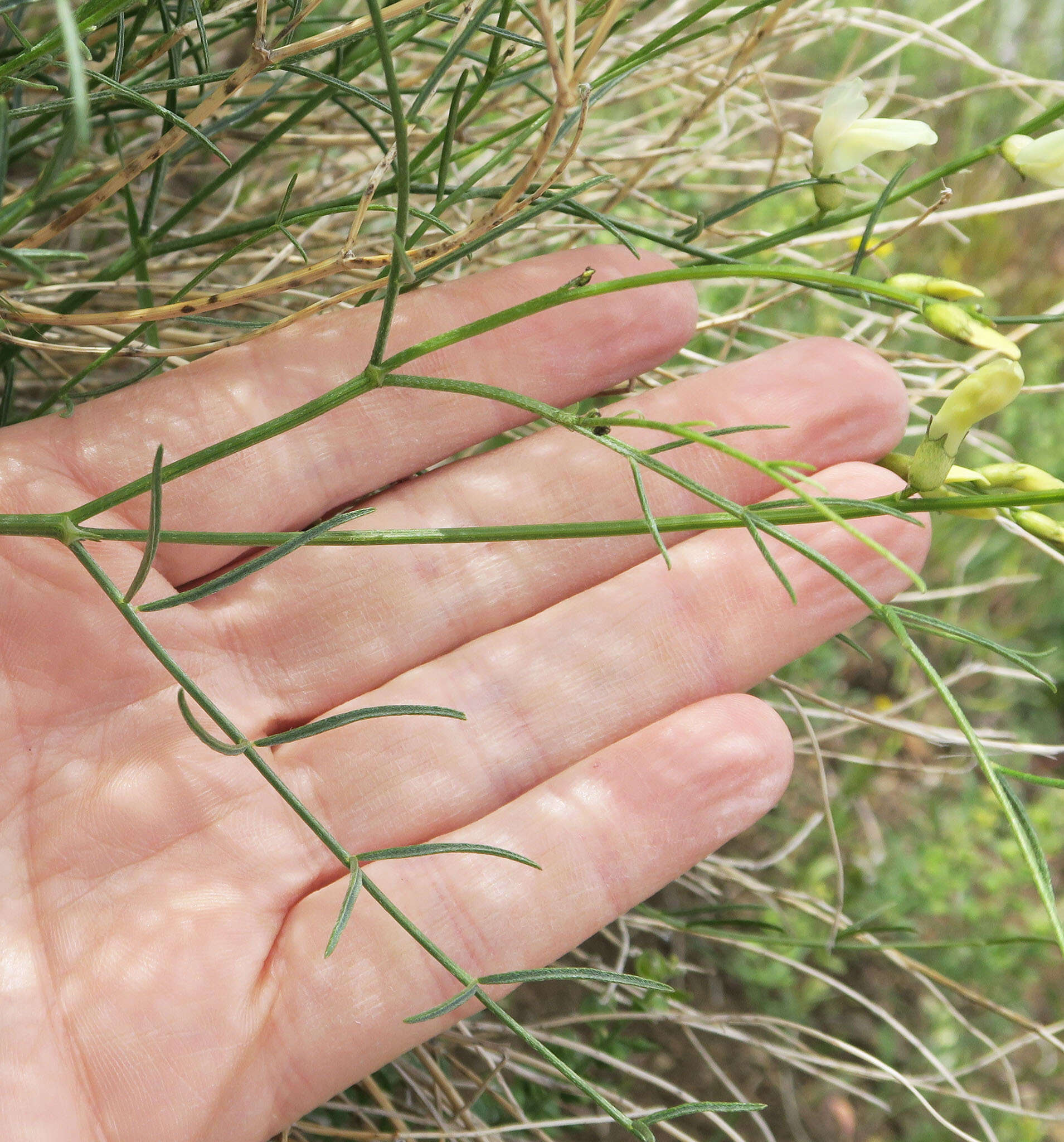 Imagem de Astragalus cusickii A. Gray