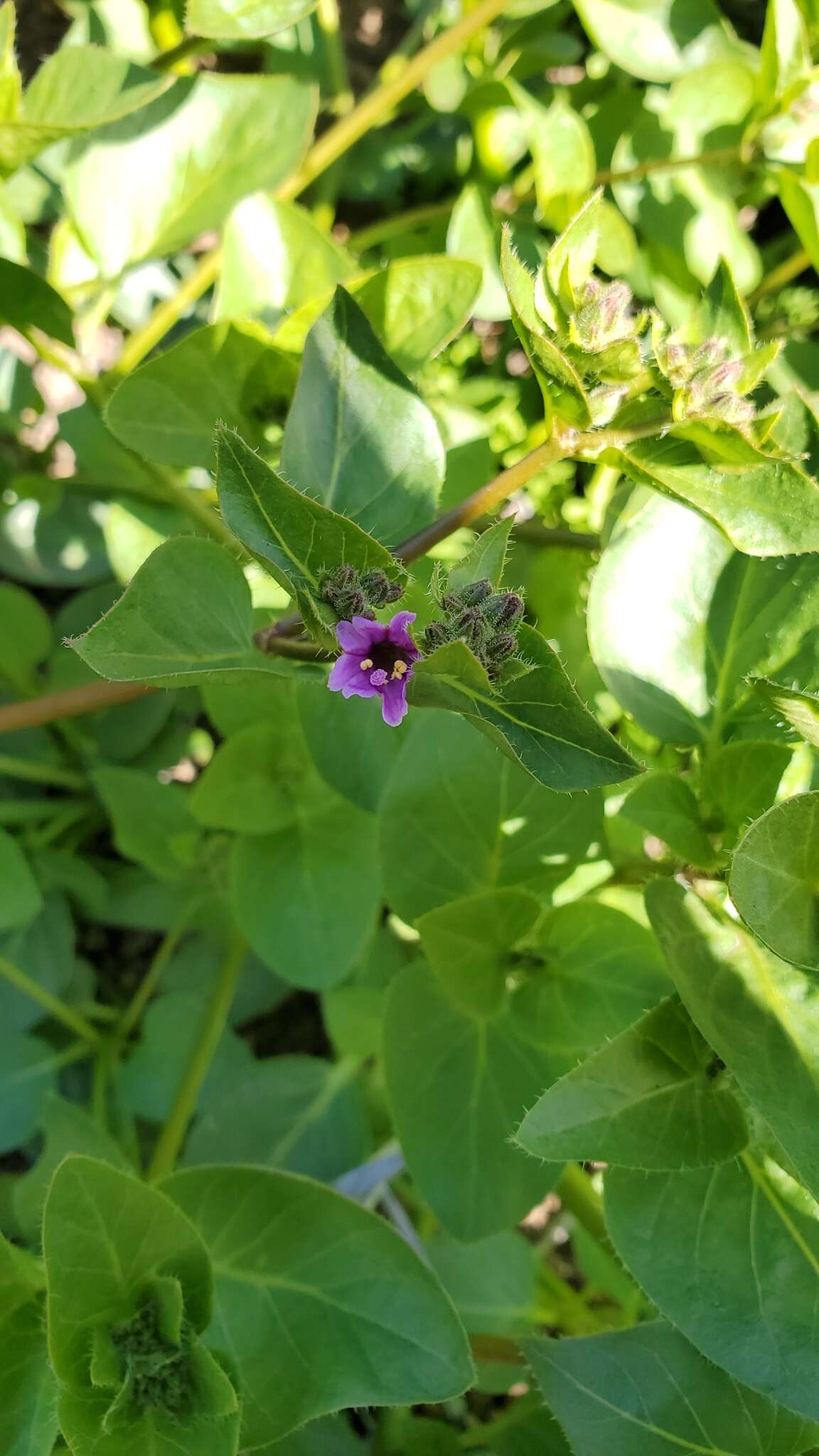 Mirabilis elegans (Choisy) Heimerl resmi