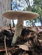 Image de Amanita luteolovelata D. A. Reid 1978