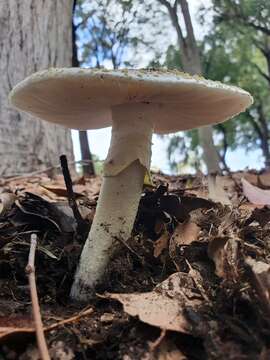 Image de Amanita luteolovelata D. A. Reid 1978