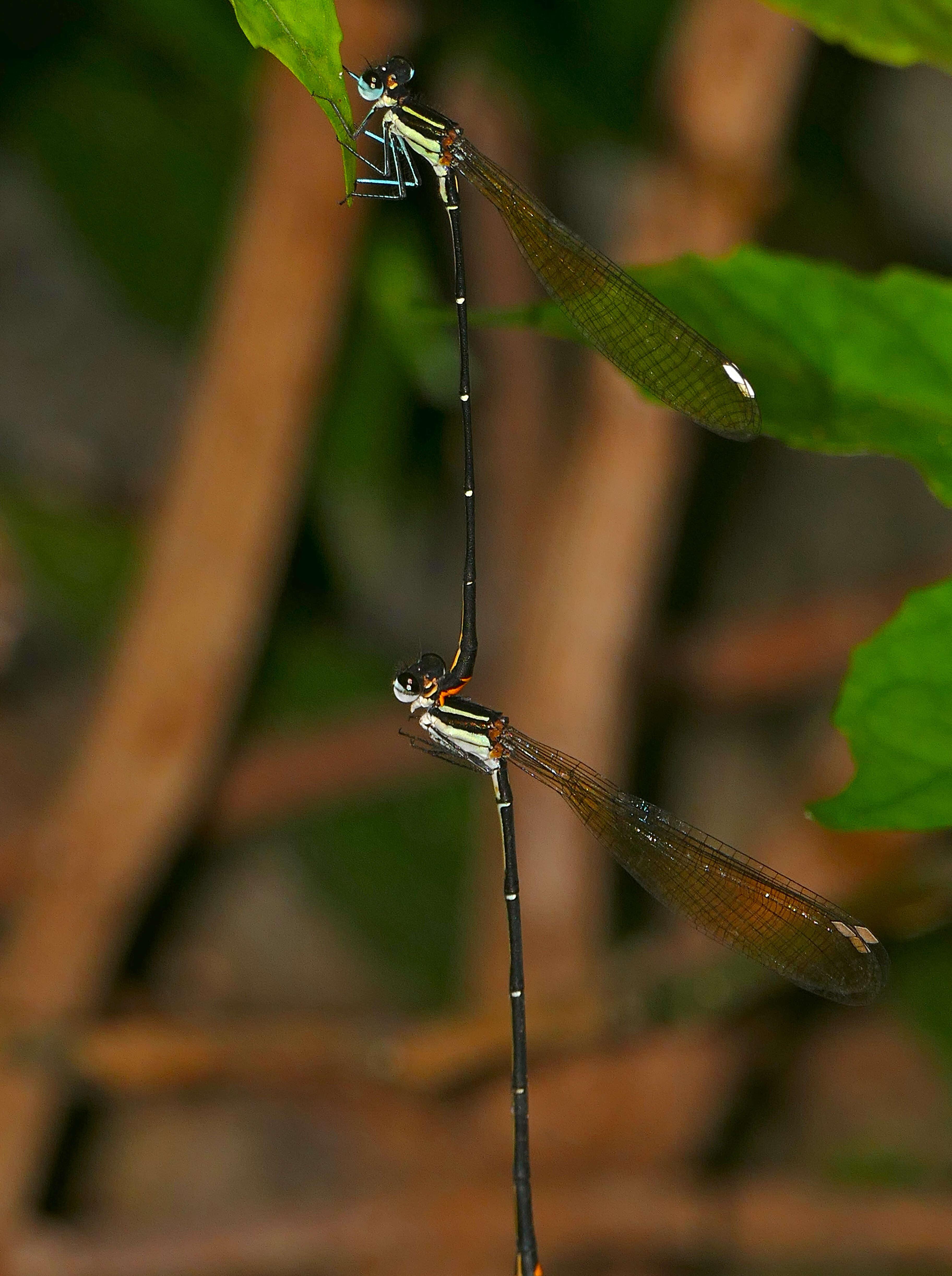 Sivun Allocnemis leucosticta Selys 1863 kuva