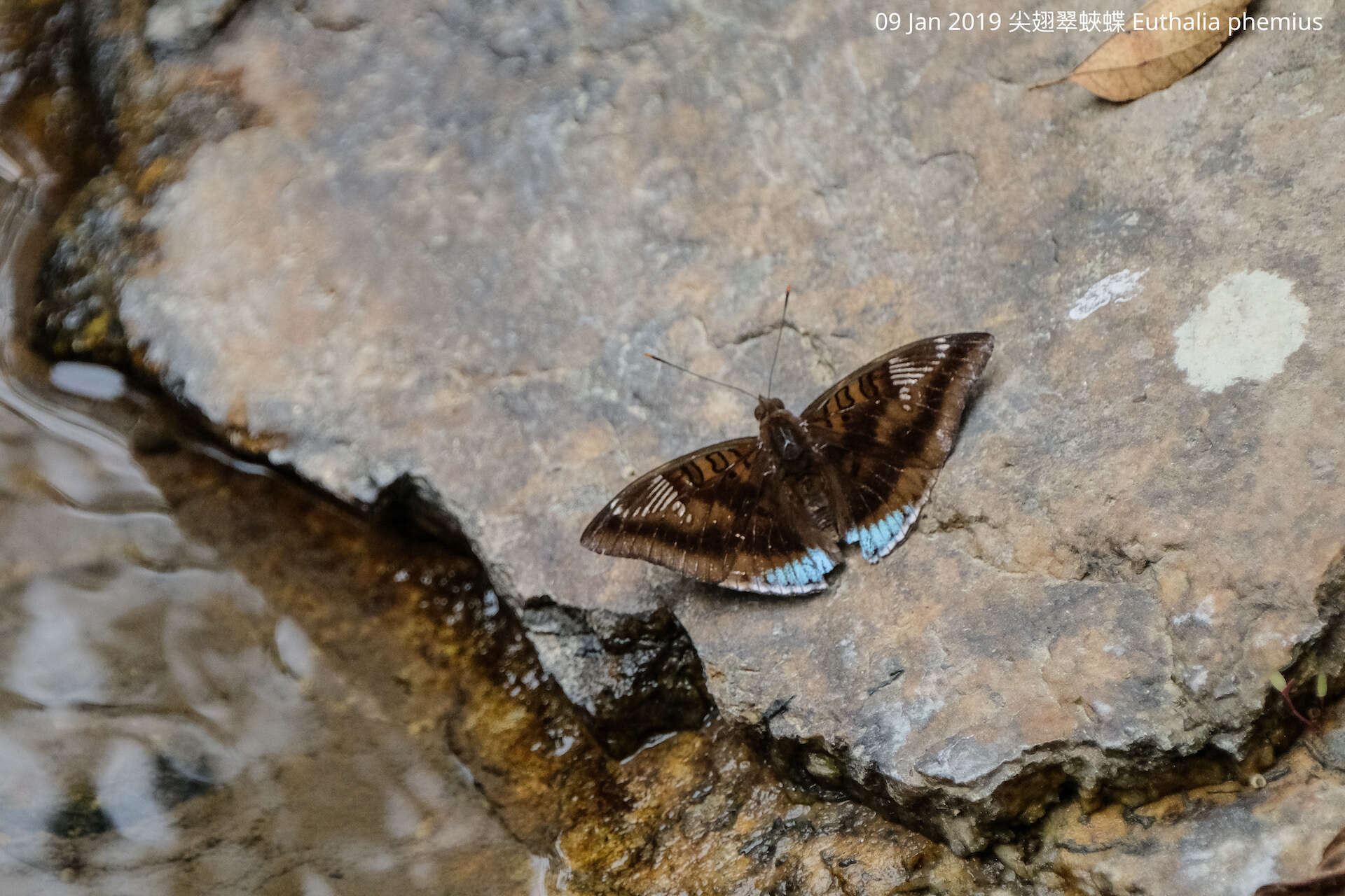 Image of Euthalia phemius Doubleday (1848)