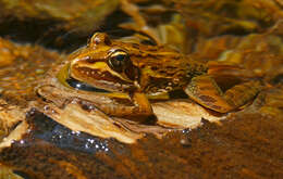 Image of Angola Frog