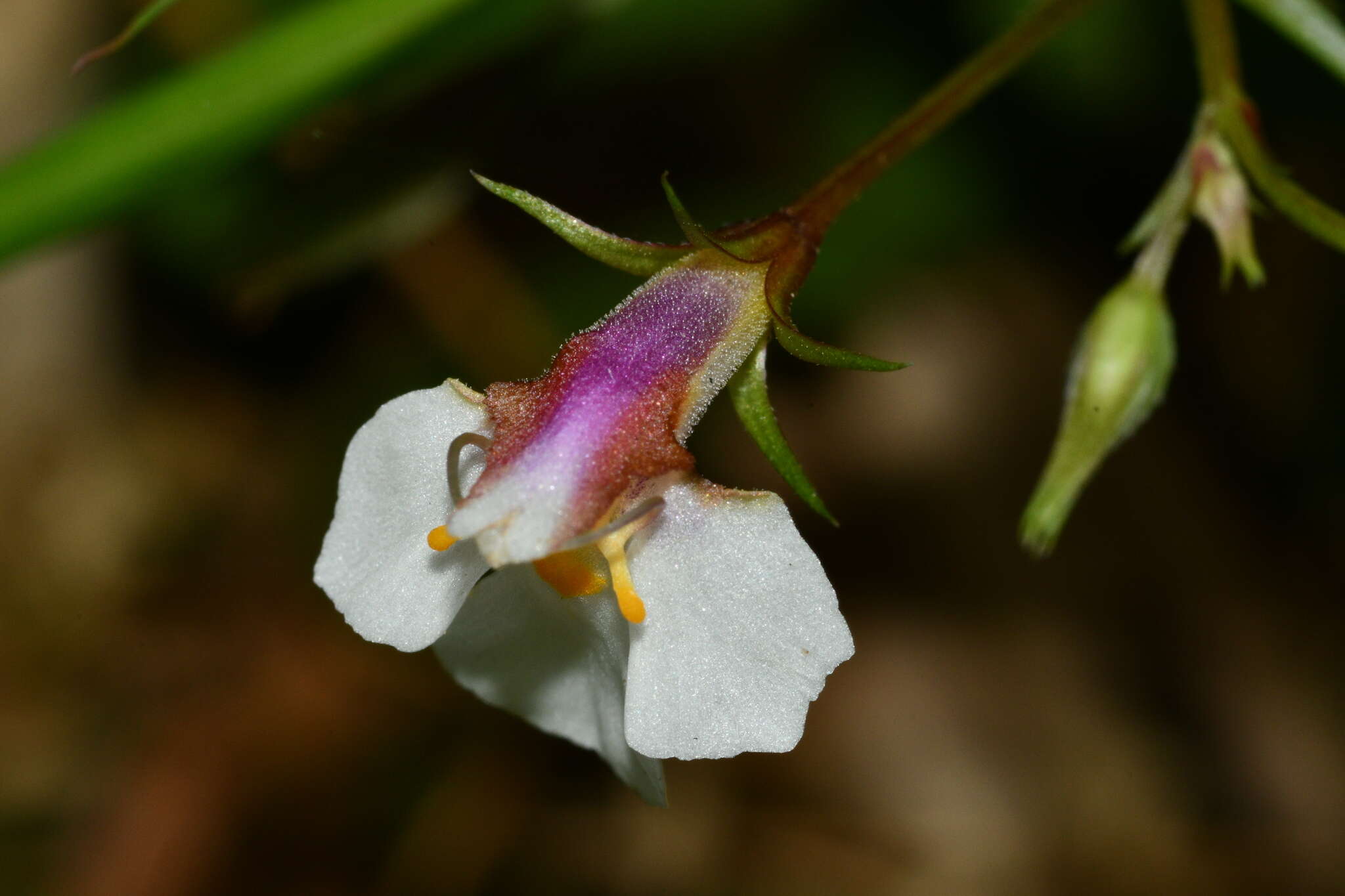 Vandellia scutellariiformis (T. Yamaz.) T. Yamaz. resmi