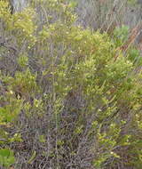 Image of Diosma sabulosa I. Williams