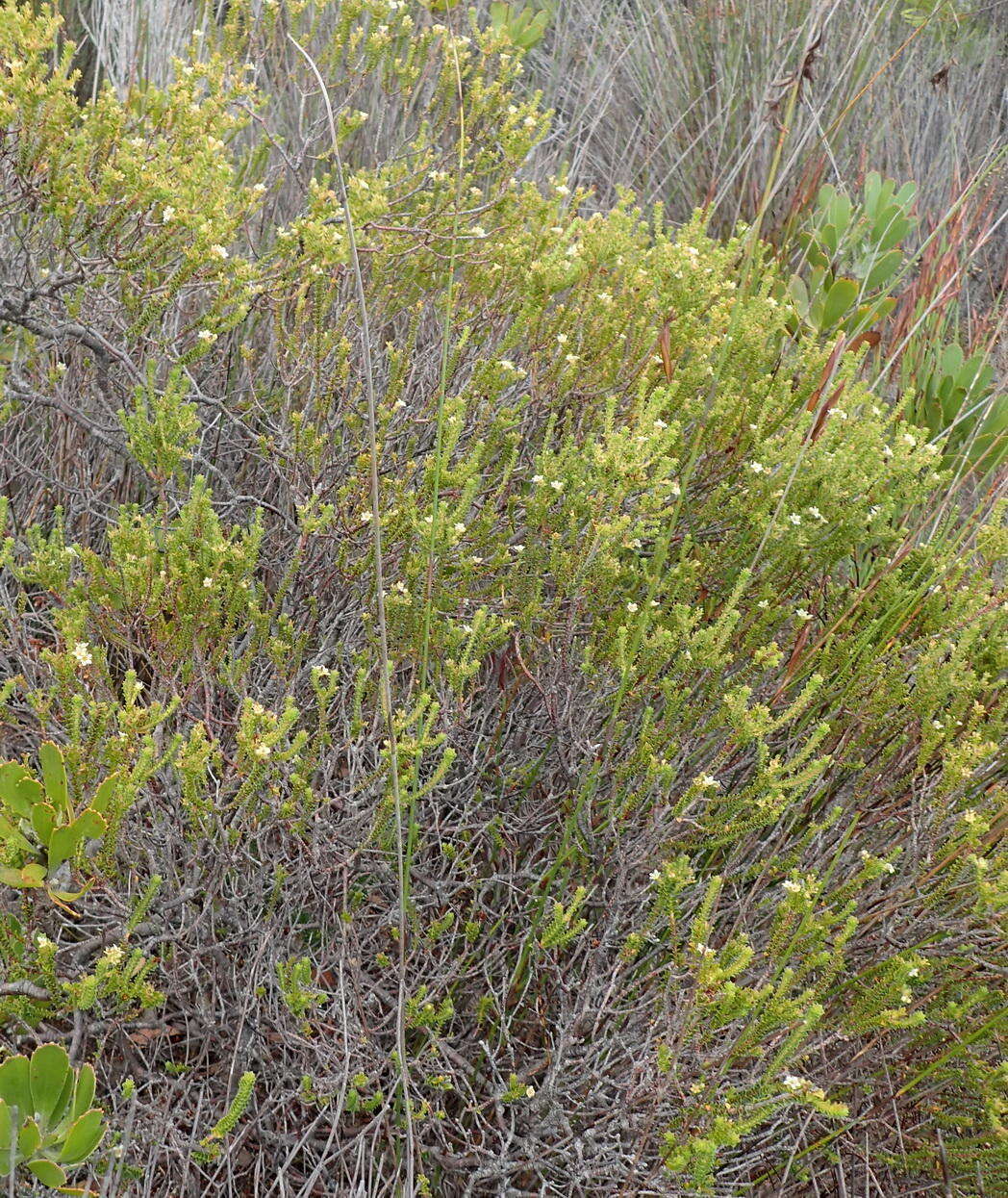 Image of Sand Bitterbuchu