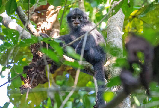 Image of Banded Langur