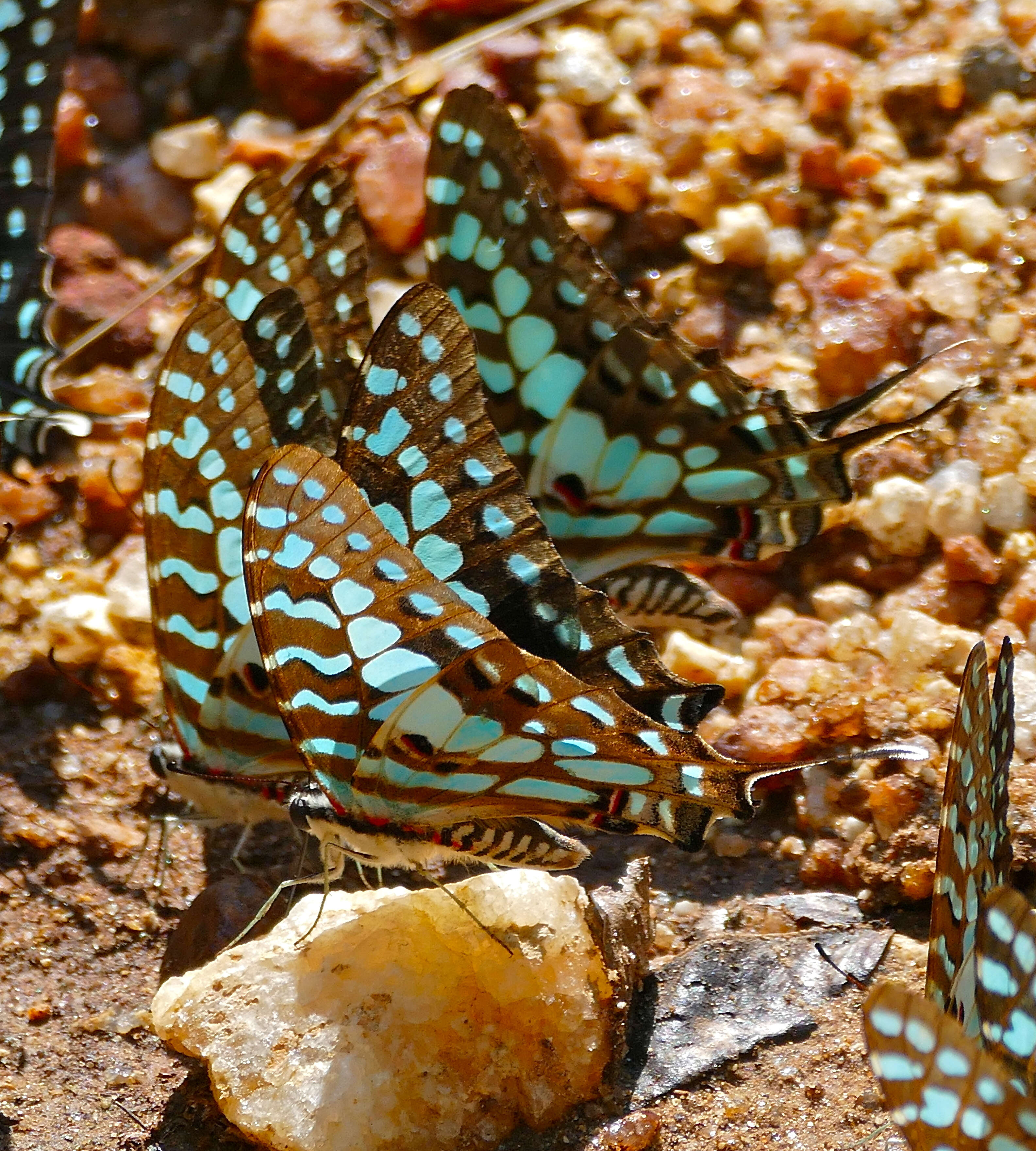 Image of Graphium antheus (Cramer (1779))