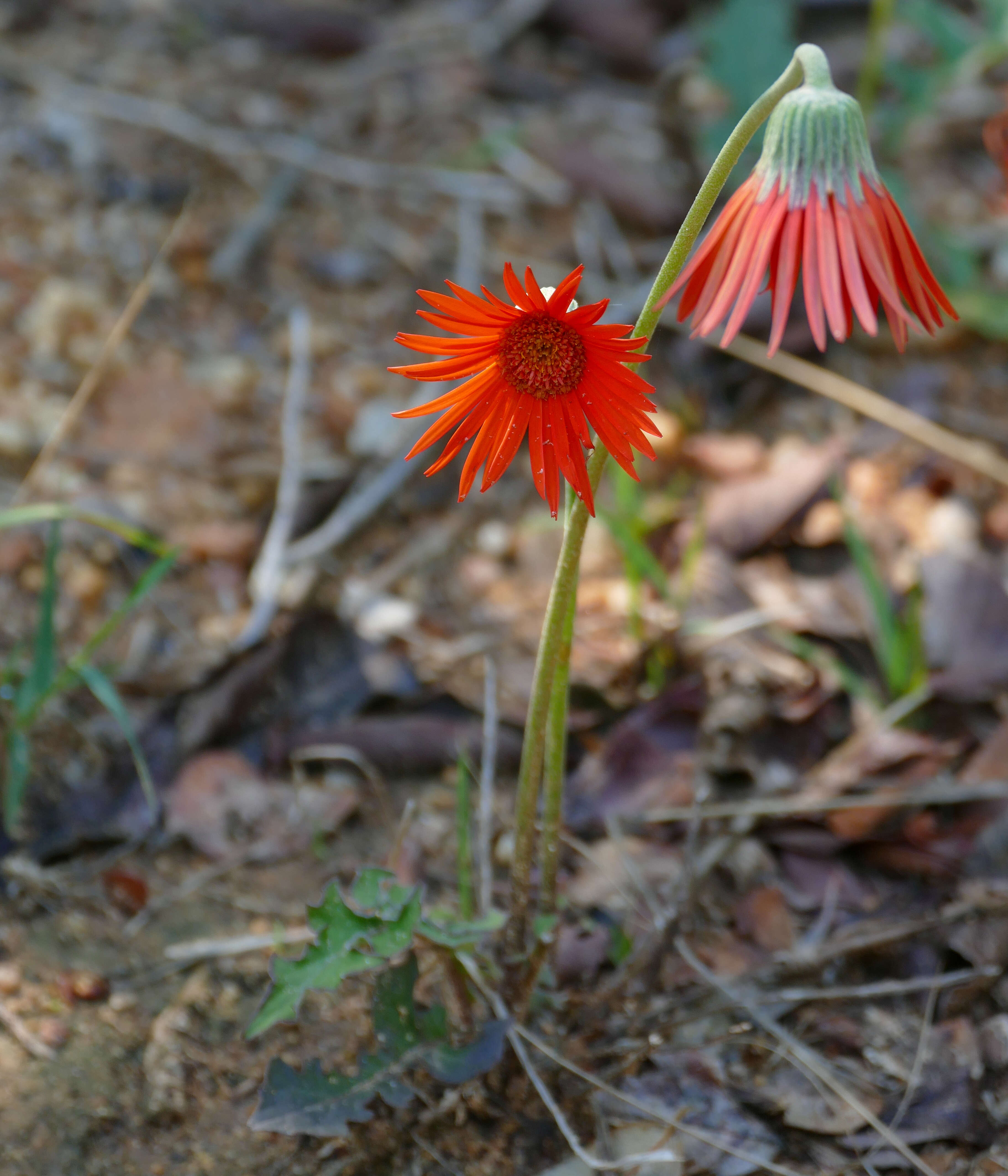 Image of Barberton daisy