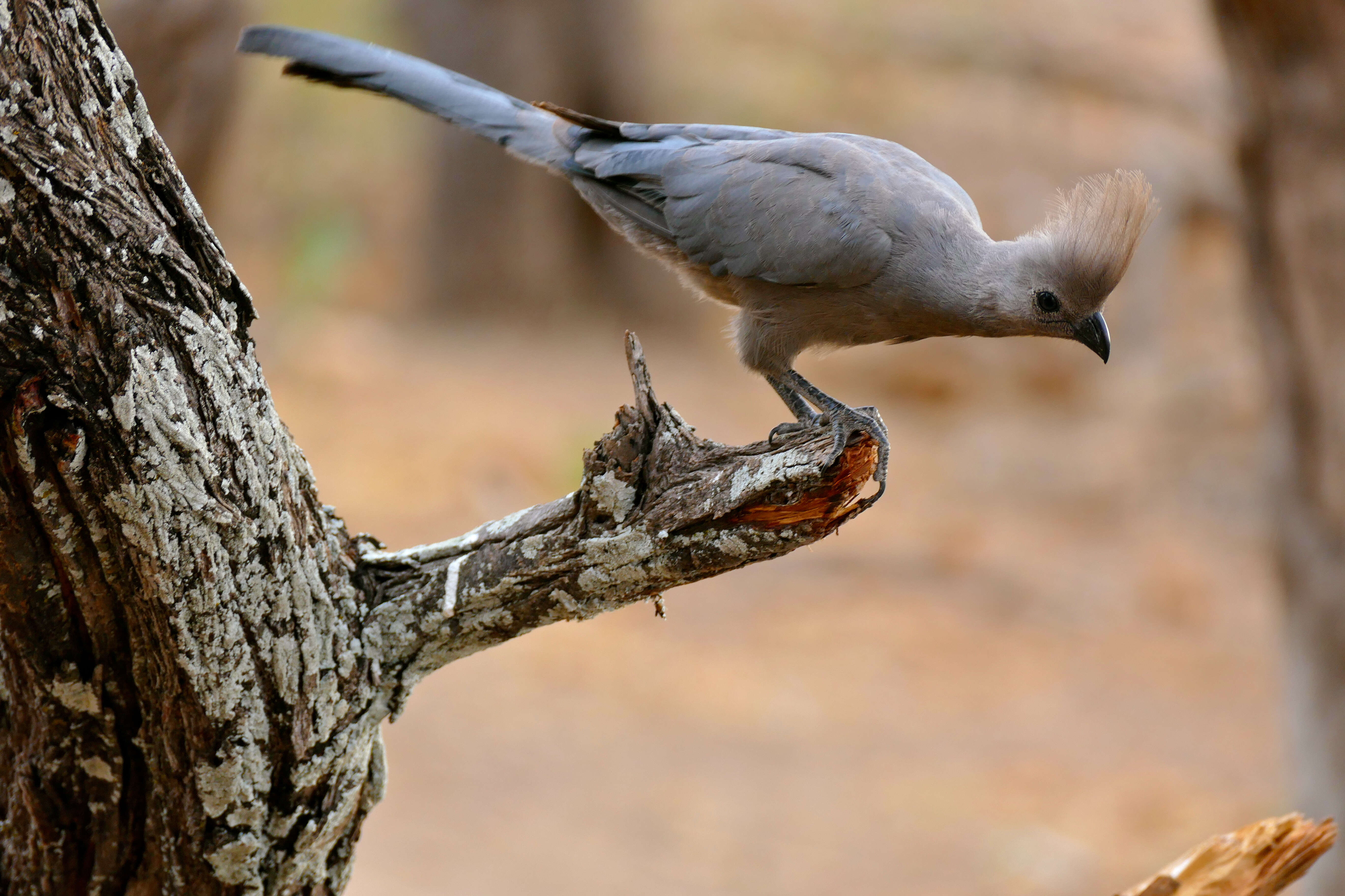 Image of Grey Go-away-bird