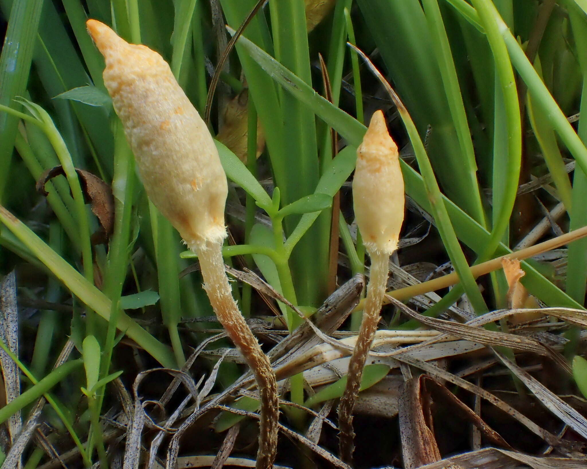 Image of Leratiomyces cucullatus (Shope & Seaver) Beever & D. C. Park 2008