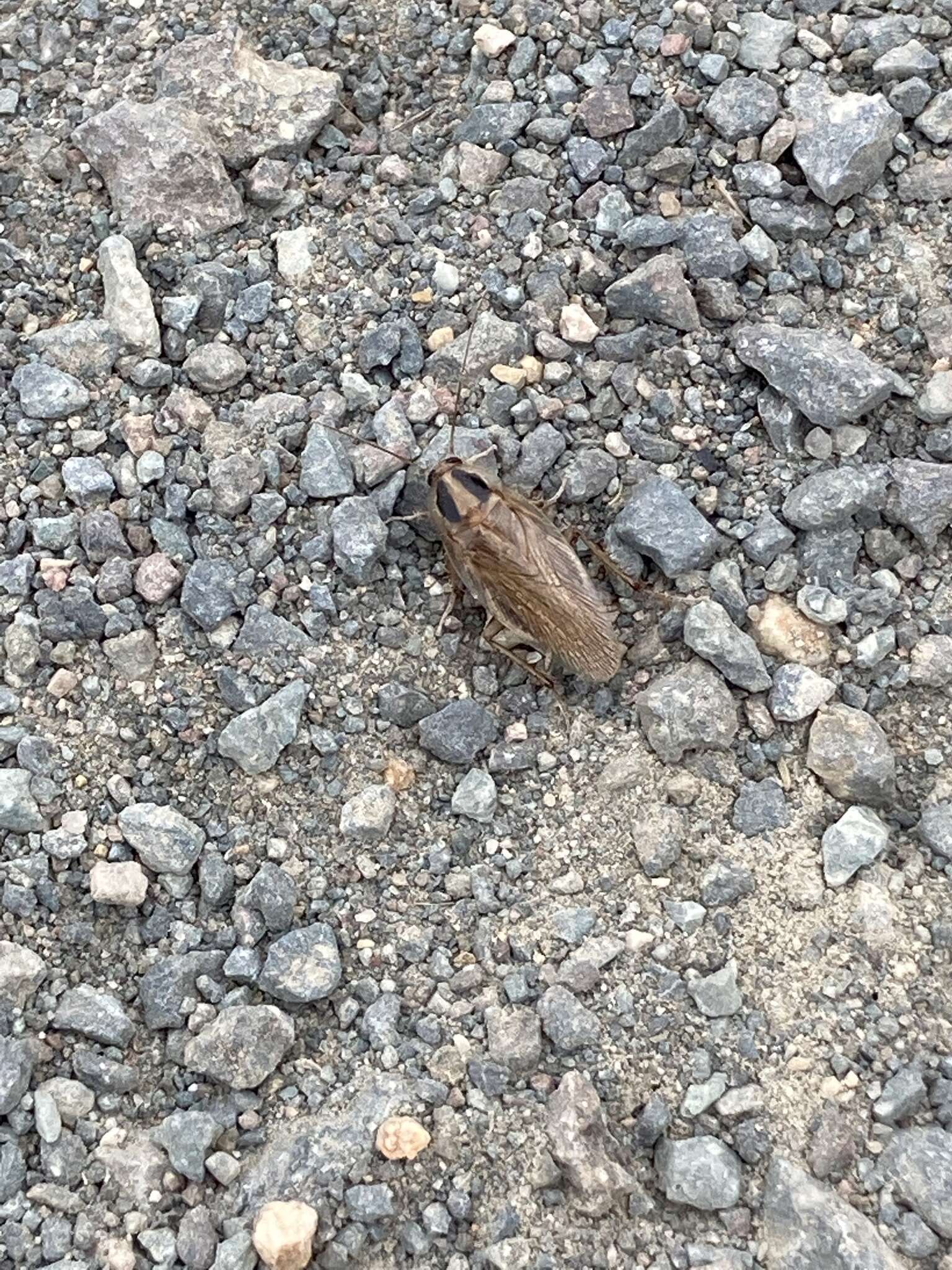 Image of Field Cockroach