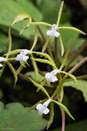 Image of Epidendrum lacustre Lindl.