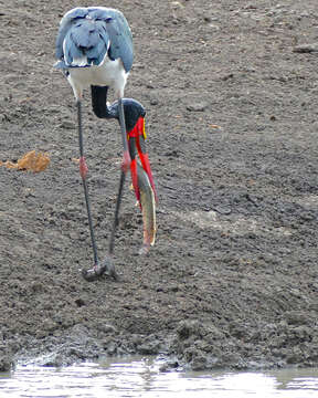 Image of African Catfish