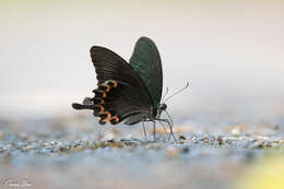 Image of <i>Papilio bianor thrasymedes</i>