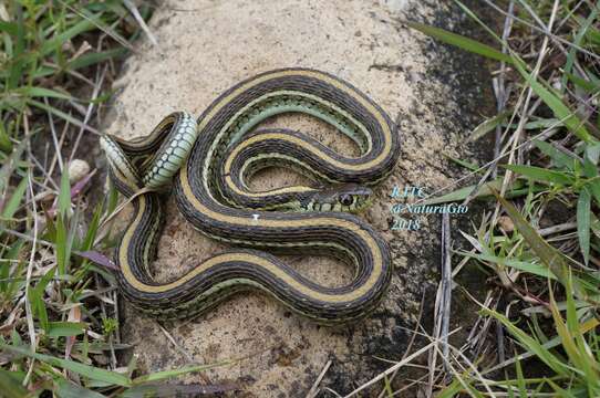 Image of Mexican Garter Snake