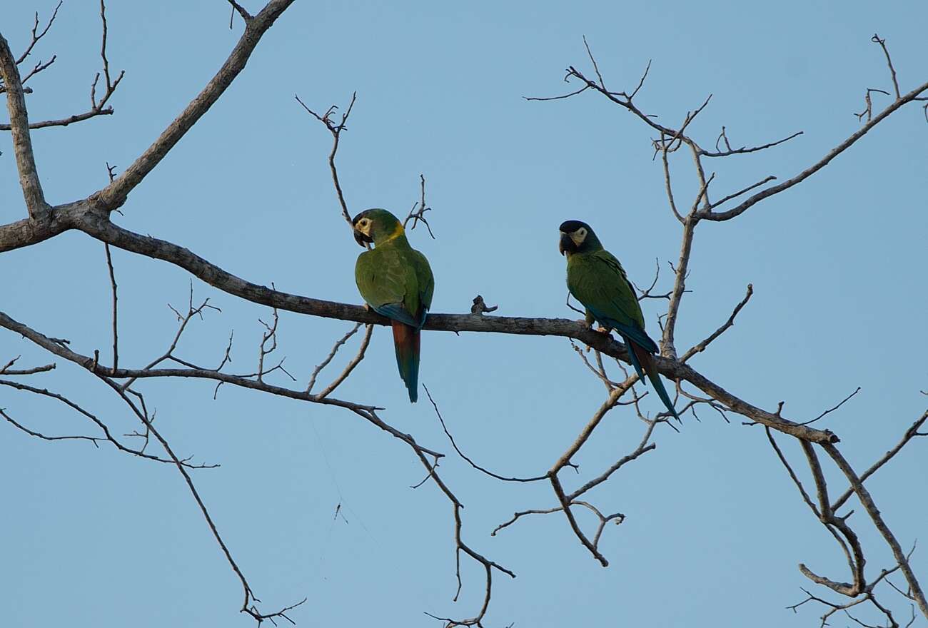 Image of Golden-collared Macaw