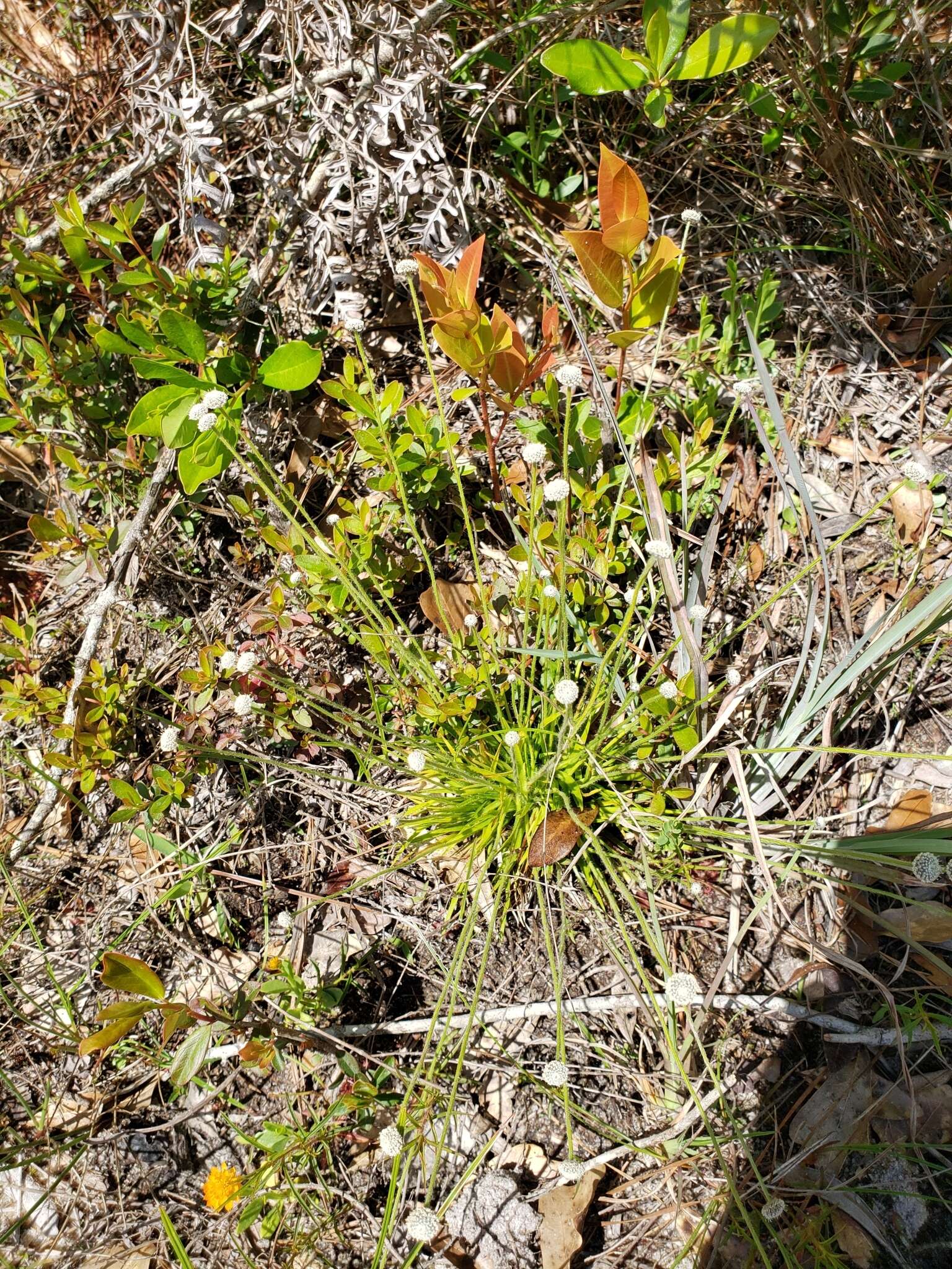 Image de Lachnocaulon anceps (Walter) Morong