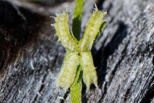 Image of curvenut combseed