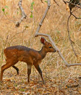 Image of Tragelaphus sylvaticus