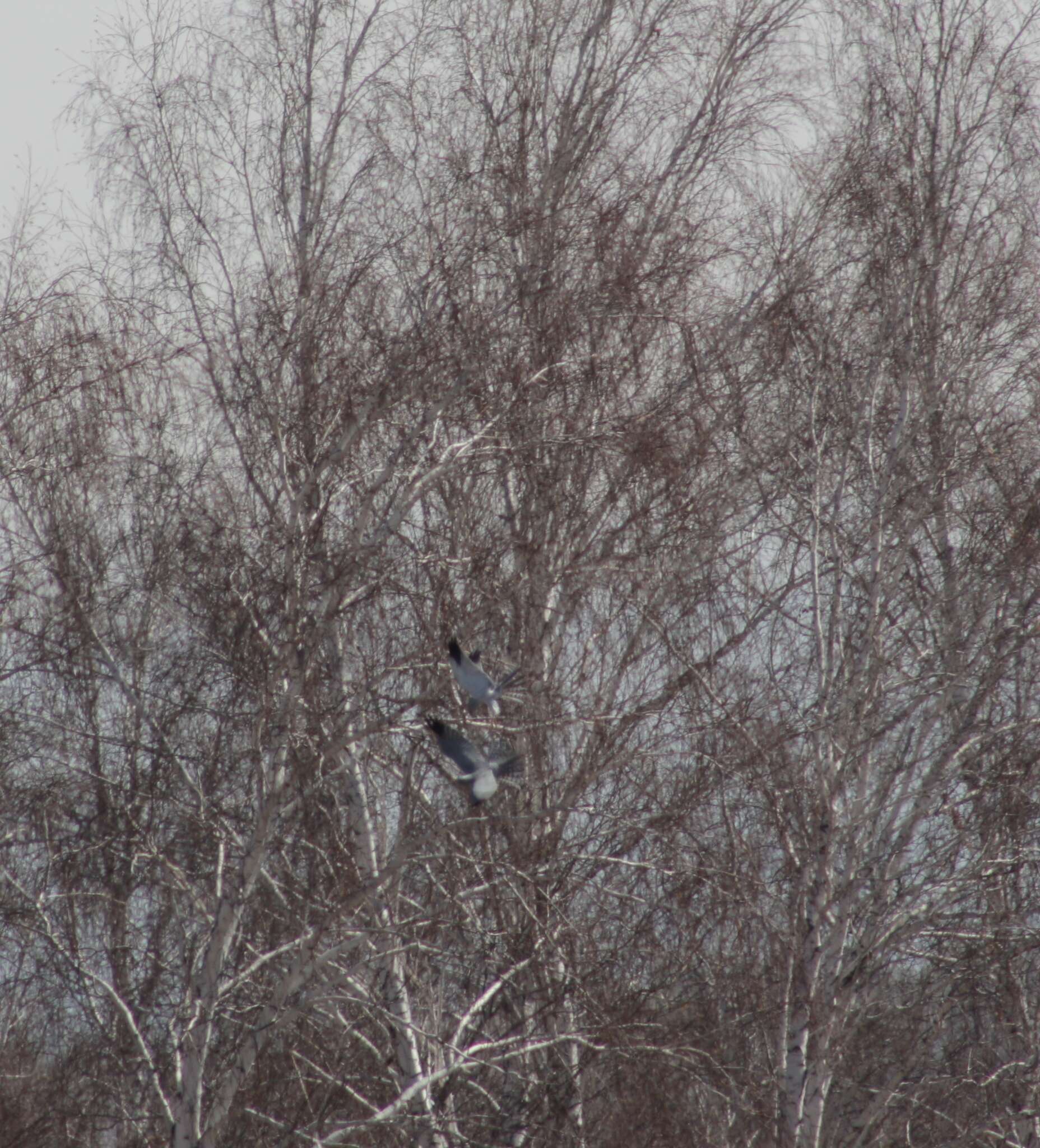 Image of Pallid Harrier