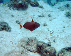 Image of Bluethroat triggerfish