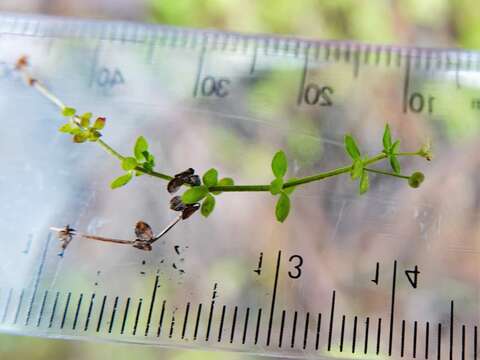 Image of Galium propinquum A. Cunn.