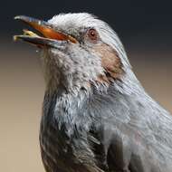 Image of Brown-eared Bulbul