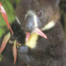 Image de Dendrolagus mbaiso Flannery, Boeadi & Szalay 1995