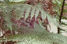 Image of Tasmanian Thornbill