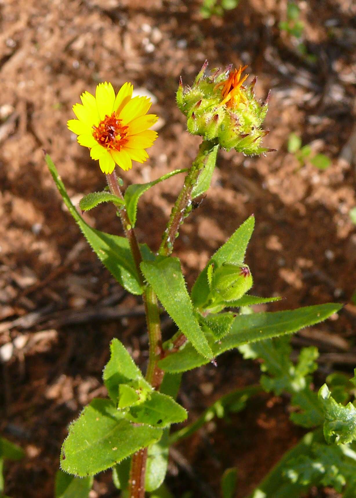 Image of field marigold