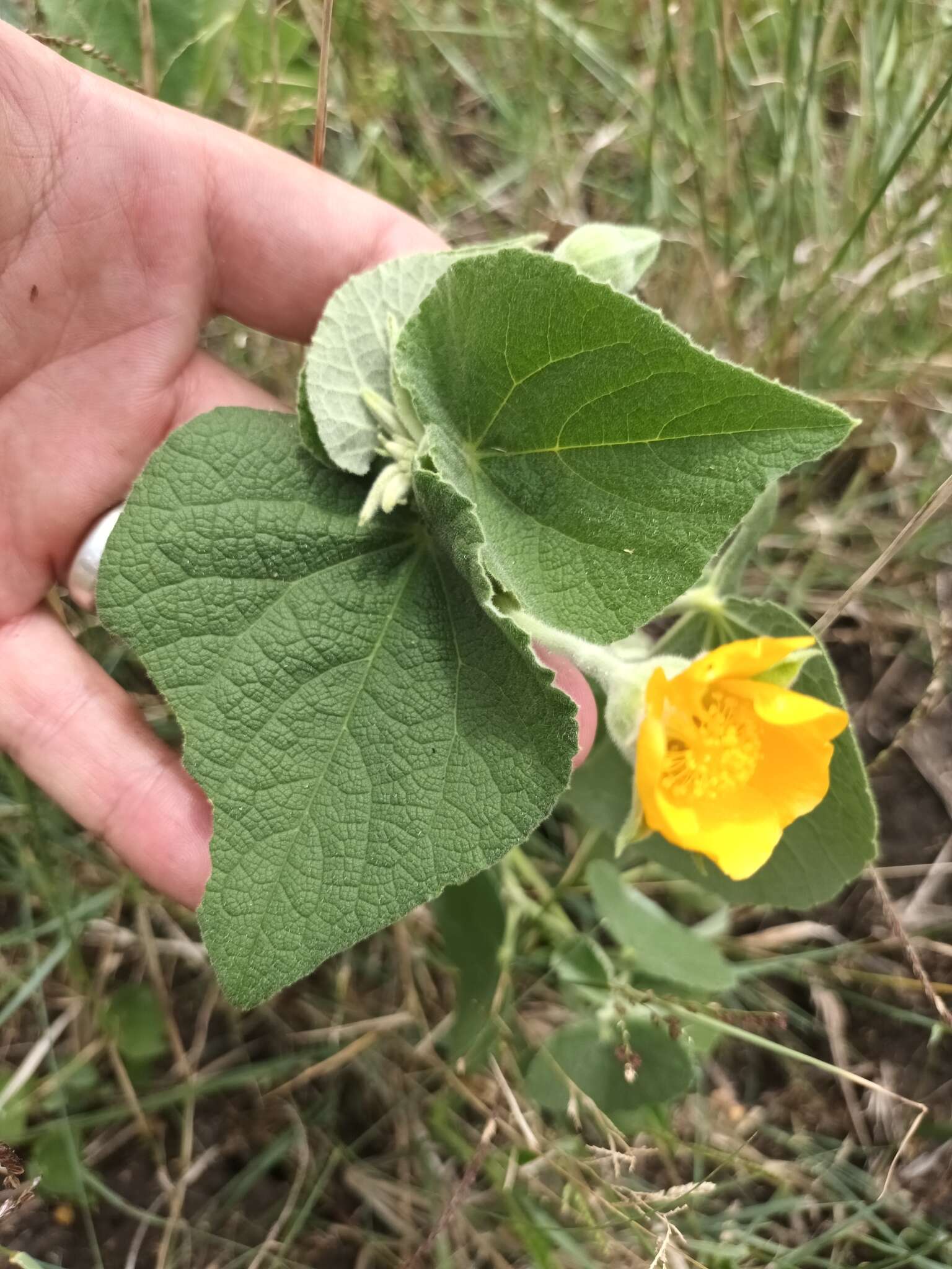 Image of Abutilon guineense (Schumach.) E. G. Baker & Exell