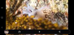 Anthopleura fuscoviridis Carlgren 1949 resmi