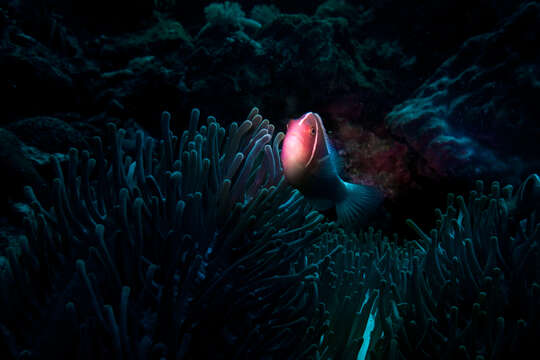 Image of Pink anemonefish