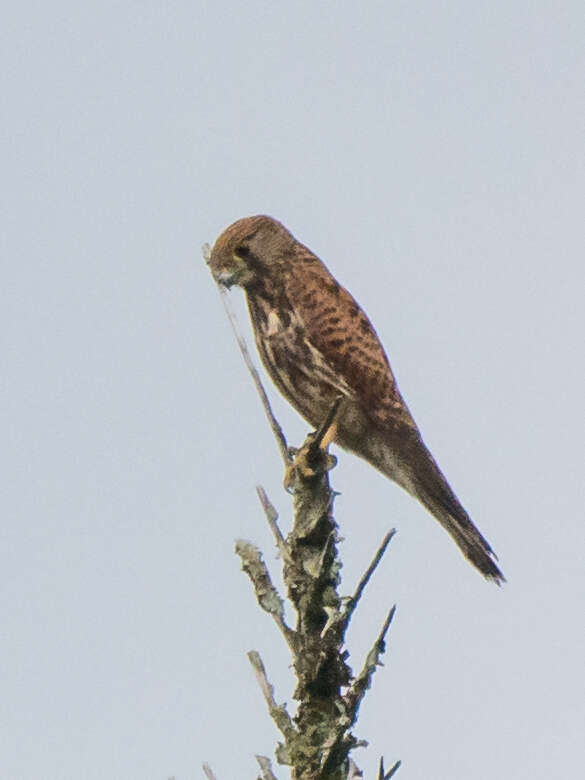 Image of Spotted Kestrel