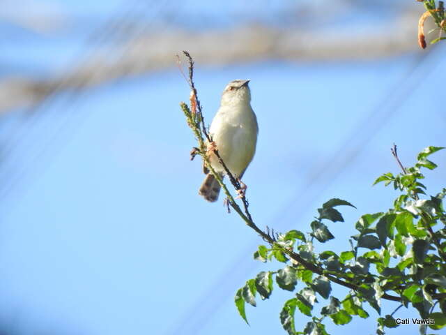 Image of Tawny-flanked Prinia