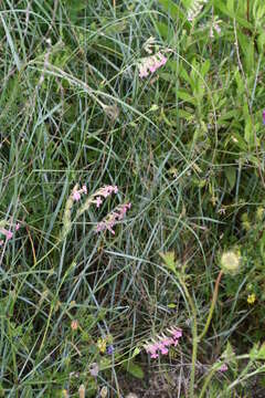 Image de Silene bellidifolia Jacq.