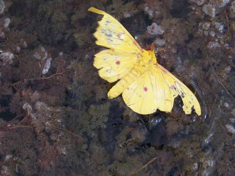 Image of Eacles canaima Feige 1971