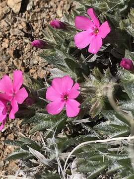 Image of Yreka phlox