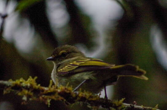 Image of Choco Tyrannulet