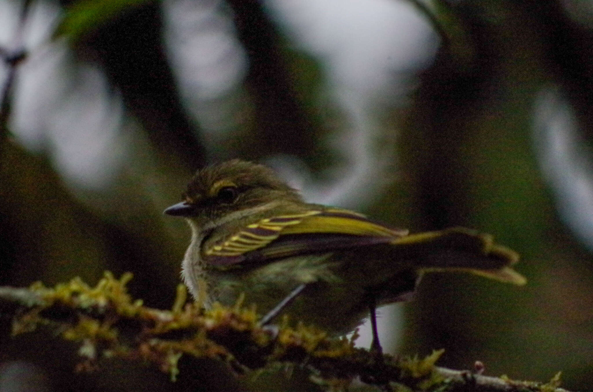 Image of Choco Tyrannulet