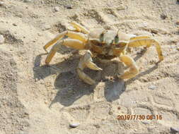 Image of tufted ghost crab