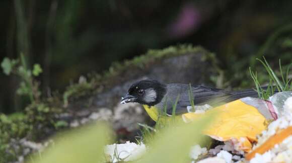 Image of Santa Marta Brush Finch