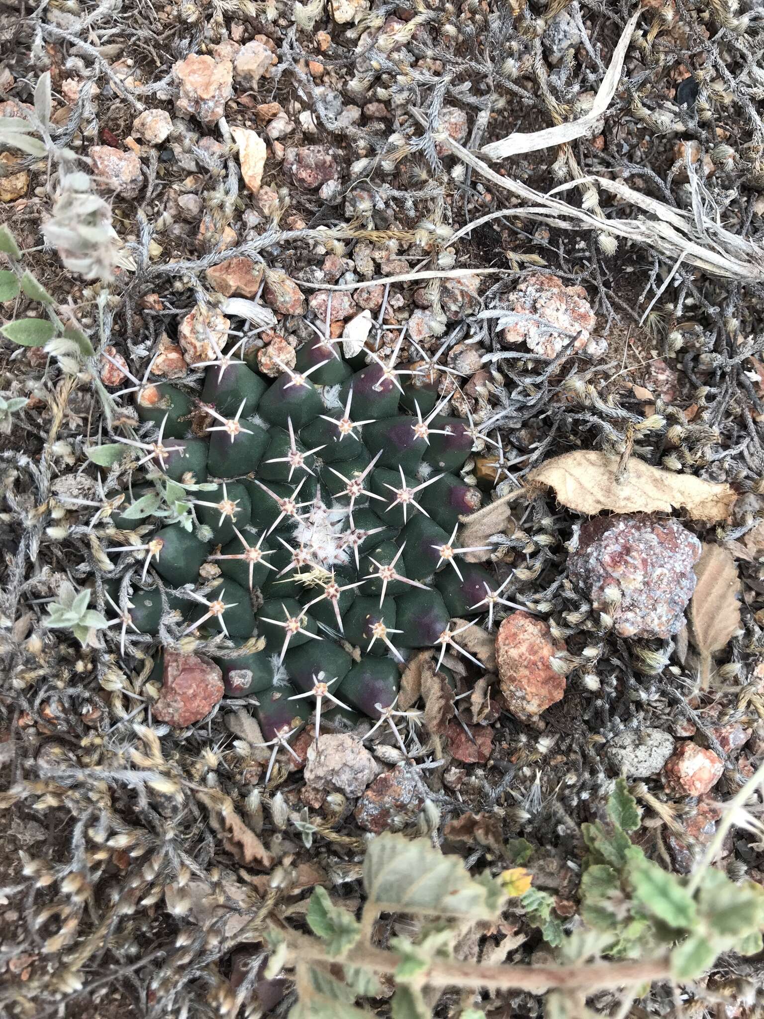 Sivun Mammillaria huntiana kuva